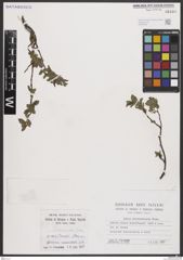 Foto von Salix breviserrata Flod.